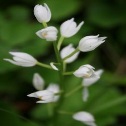 Langblattriges-Waldvogelein-Cephalanthera-Longifolia-Fritsch2