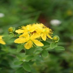 Liegendes-Johanniskraut-Hypericum-humifusum