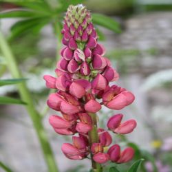 Lupine-Lupinus-pubescens