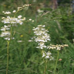 Madesuss-Filipendula-ulmaria