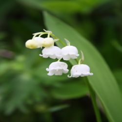 Maiglockchen-Convallaria-majalis