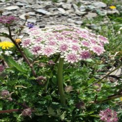 Meisterwurz-Peucedanum-ostruthium