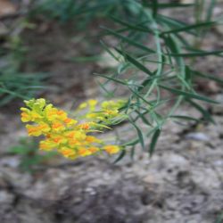 Mittlerer-Wasserschlauch-Utricularia-intermedia-Hayne