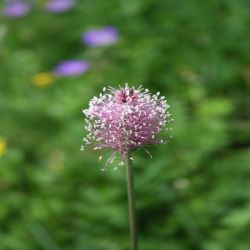 Mittlerer-Wegerich-Plantago-media