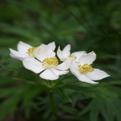 Monte-Baldo-Anemone-Anemone-baldensis