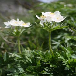 Monte-Baldo-Anemone-Anemone-baldensis2