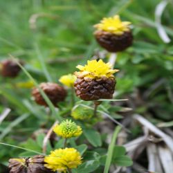 Moor-Klee-Trifolium-campestre