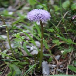 Nacktstangelige-Kugelblume-Globularia-nudicaulis