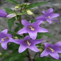 Nesselblattrige-Glockenblume-Campanula-trachelium