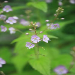 Nesselblattriger-Ehrenpreis-Veronica-latifolia