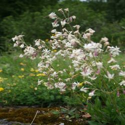 Nickendes-Leimkraut-Silene-nutans