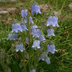 Pfirsichblattrige-Glockenblume-Campanula-persicifolia