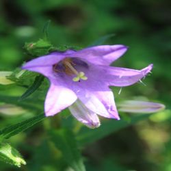 Pfirsichblattrige-Glockenblume-Campanula-persicifolia2