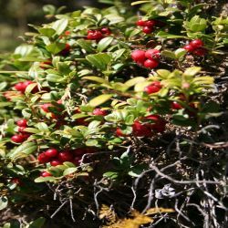 Preiselbeere-Vaccinium-vitis-idaea