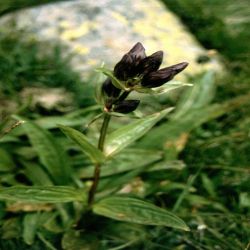 Purper-Enzian-Gentiana-pannonica