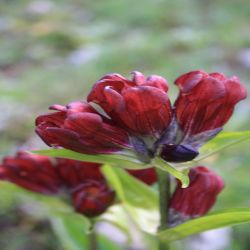 Purper-Enzian-Gentiana-pannonica2