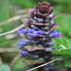 Pyramiden-Gunsel-Ajuga-pyramidalis