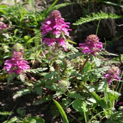 Quirliges-Lausekraut-Pedicularis-verticillata