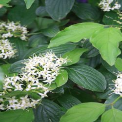 Roter-Hartriegel-Cornus-sanguinea