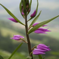 Rotes-Waldvogelein-Cephalanthera-rubra