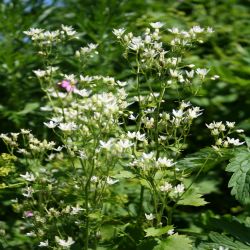 Rundblattrig-Steinbrech-Saxifraga-Rotundifolia