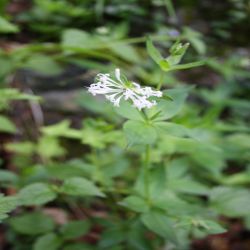 Rundblattriges-Labkraut-Galium-rotundifolium