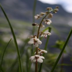 Rundblattriges-Wintergrun-Pyrola-rotundifolia