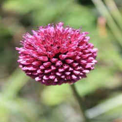 Rundkopf-Lauch-Allium-sphaerocephalon