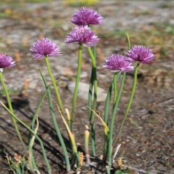 Schnittlauch-Allium-Schoenoprasum