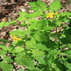 Schollkraut-Chelidonium-majus