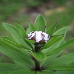 Schwalbenwurz-Enzian-Gentiana-asclepiadea