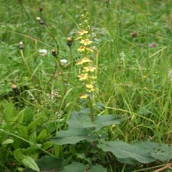 Schwarze-Konigskerze-Verbascum-nigrum