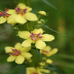 Schwarze-Konigskerze-Verbascum-nigrum2