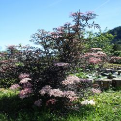 Schwarzer-Holunder-Sambucus-nigra