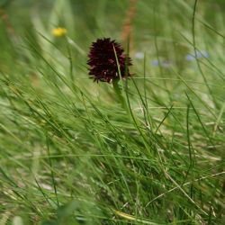 Schwarzes-Mannertreu-Nigritella-Nigra