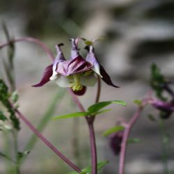 Schwarzviolette-Akelei-Aquilegia-atrata-Koch