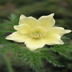 Schwefel-Annemone-Pulsatilla-alpina