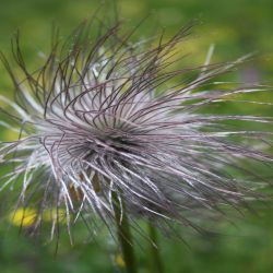 Schwefel-Annemone-Pulsatilla-alpina2