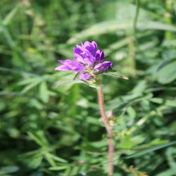 Seidenzottiger-Spitzkiel-Oxytropis-halleri-Bunge