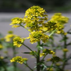 Sichelklee-Medicago-falcata