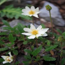 Silberwurz-Dryas-octopetala