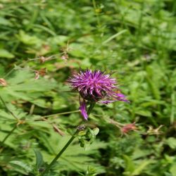 Skabiosen-Flockenblume-Centaurea-scabiosa