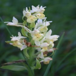 Sommer-Wendelorchis-Spiranthes-aestivalis