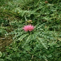 Stangellose-Kratzdistel-Cirsium-acaule-Aarddistel