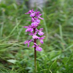 Stattliches-Knabenkraut-Orchis-mascula