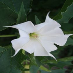 Stechapfel-Datura-stramonium