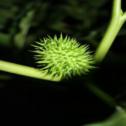 Stechapfel-Frucht-Datura-stramonium