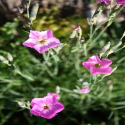 Stein-Nelke-Dianthus-Sylvestris