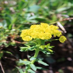 Steppen-Wolfsmilch-Euphorbia-seguieriana