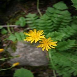 Stinkender-Hainsalat-Aposeris-foetida